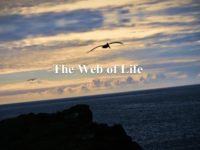 The Galapagos
